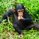 Illustration for article titled Female Chimps More Likely To Play With Dolls